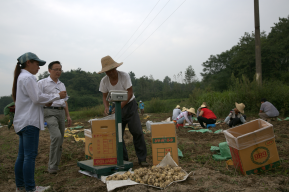 宜康食品通过“公司+合作社+基地+农户”模式建设百合原料基地----公司正在收购百合