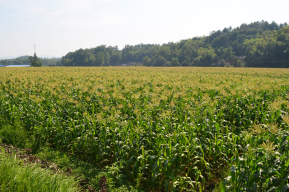 宜康食品通过合作社组织农户种植的甜玉米生产基地一角