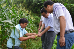 霍山县农委主任张方应（右一）在公司董事长熊星火（右二）的陪同下，深入公司位于太平畈乡的甜玉米种植基地考察